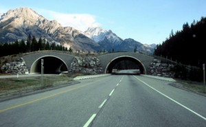 banff-national-park-ablerta-canada-animal-bridge-wildlife-crossing-overpass-e1424077473775