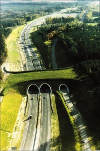 ecoduct-in-the-netherlands-animal-bridge-overpass-wildlife-crossing