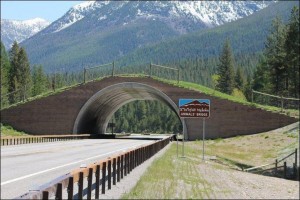 montana-usa-animal-bridge-wildlife-crossing-overpass