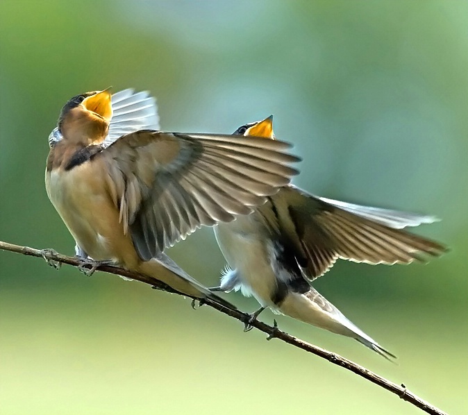 singing-birds
