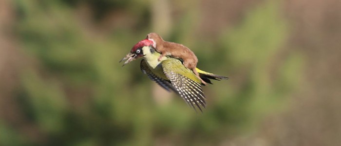 weasel-riding-woodpecker-wildlife-photography-martin-le-may-1
